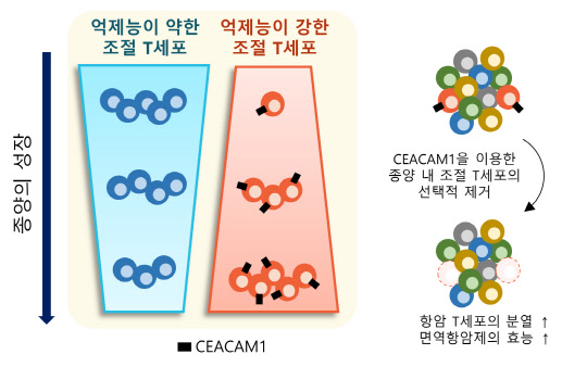 KAIST는 종양 내 조절T세포를 선택적으로 제거해 면역항암치료의 효과를 높일 수 있는 표적단백질 '시캠1'을 발굴했다.   KAIST 제공